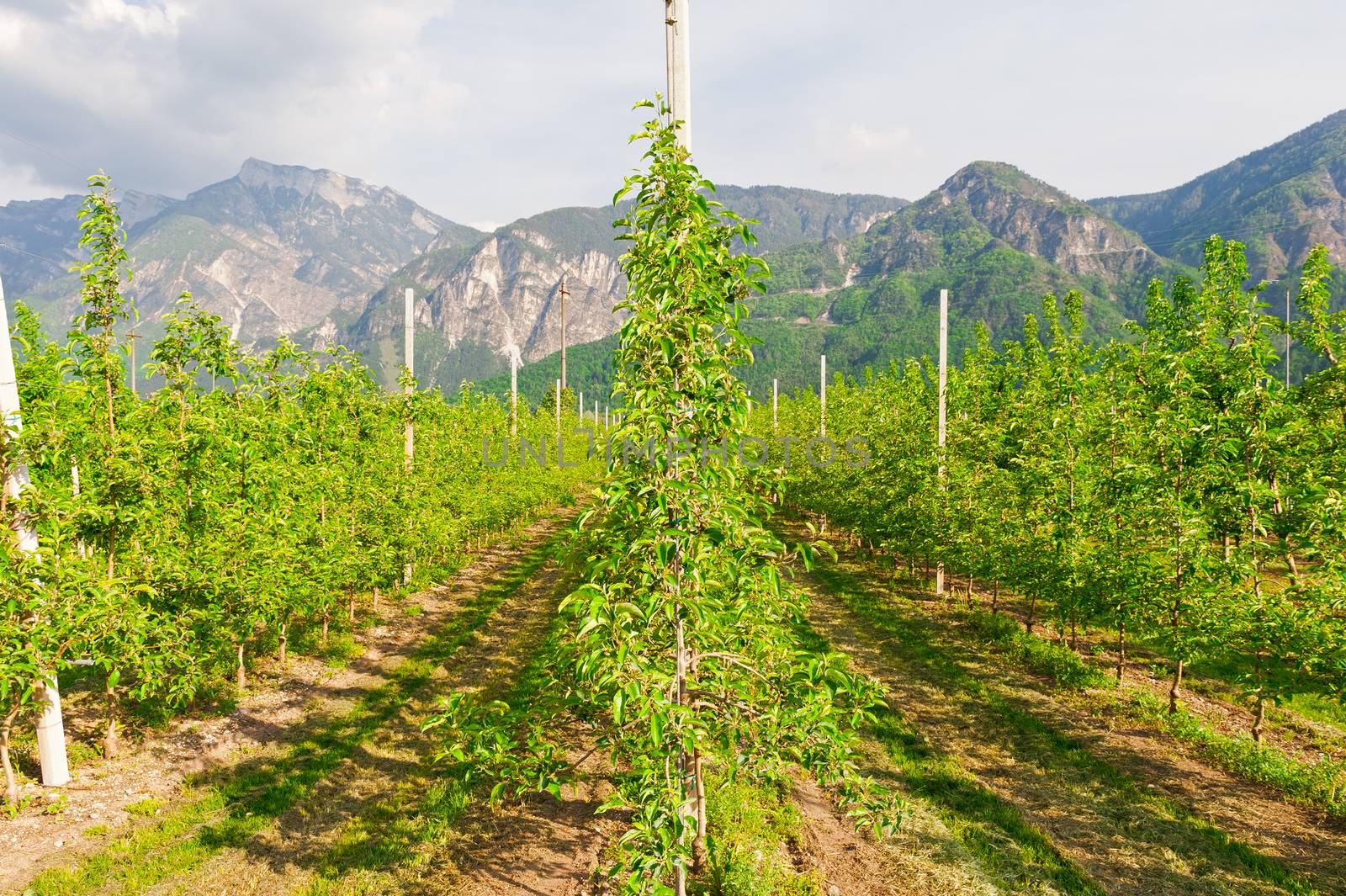 Pear Tree Plantation on the Foothills of Italian Alps