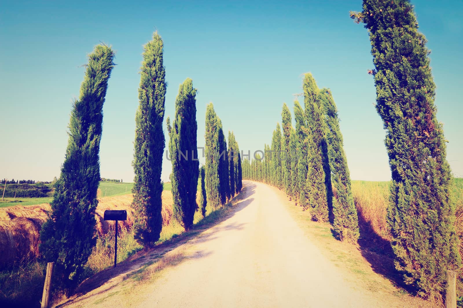 Cypress Alley Leading to the Farmer's House, Instagram Effect
