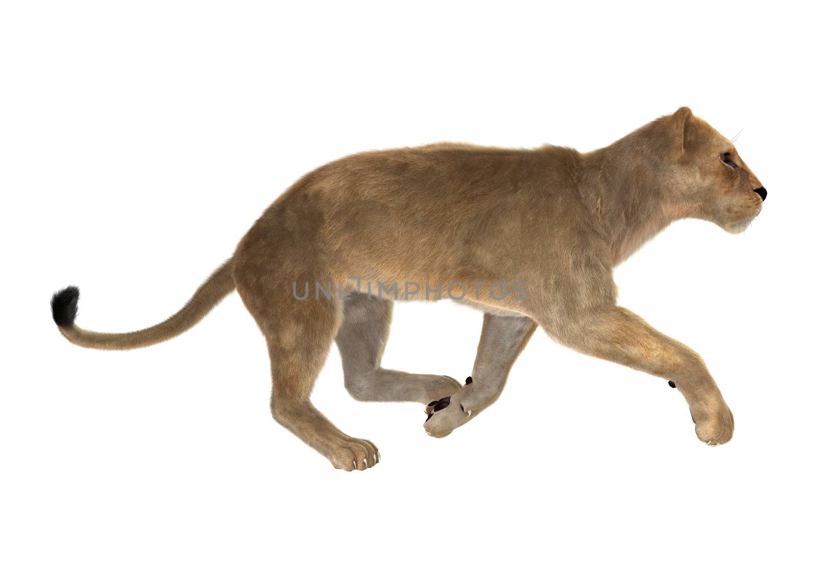 3D digital render of a female lion running isolated on white background