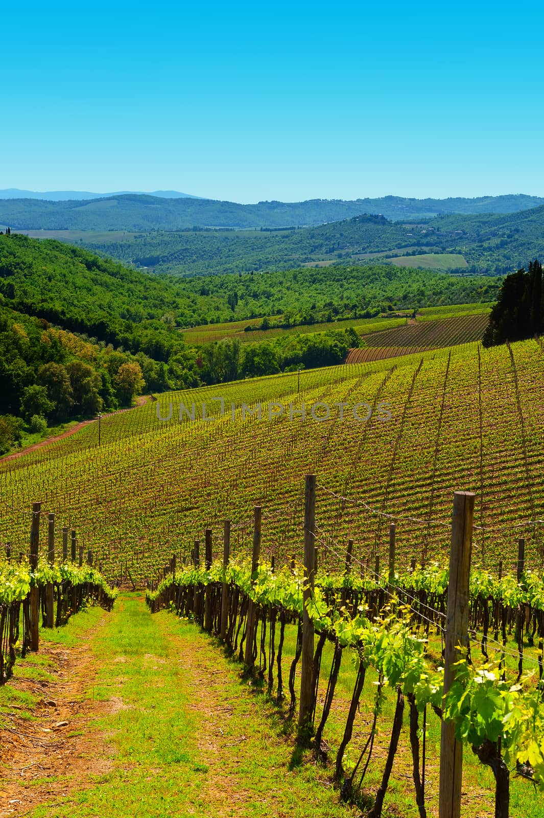 Hill of Tuscany with Young Vineyard in the Chianti Region