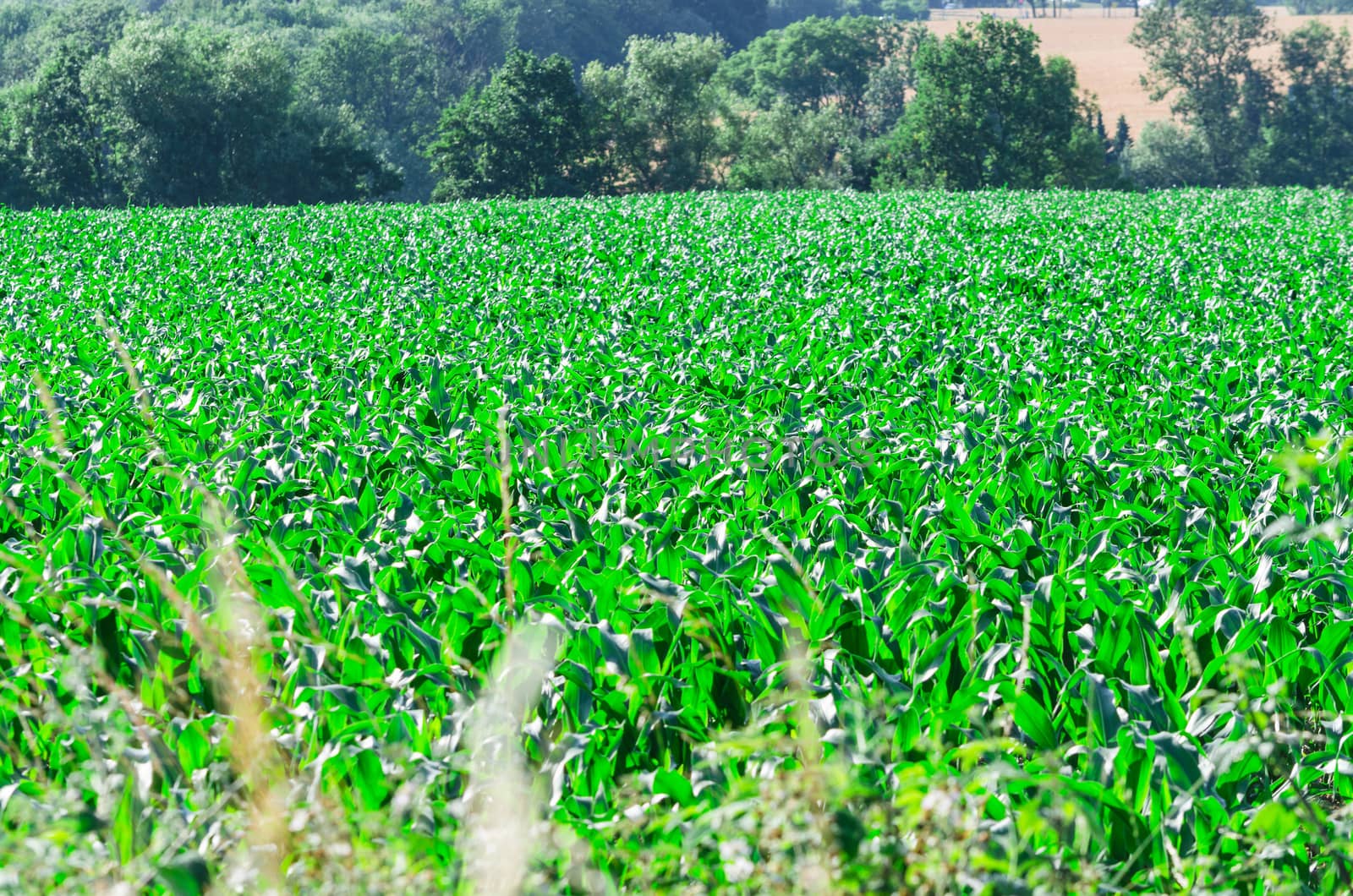Llarge cornfield in Germany glistens under the setting sun.