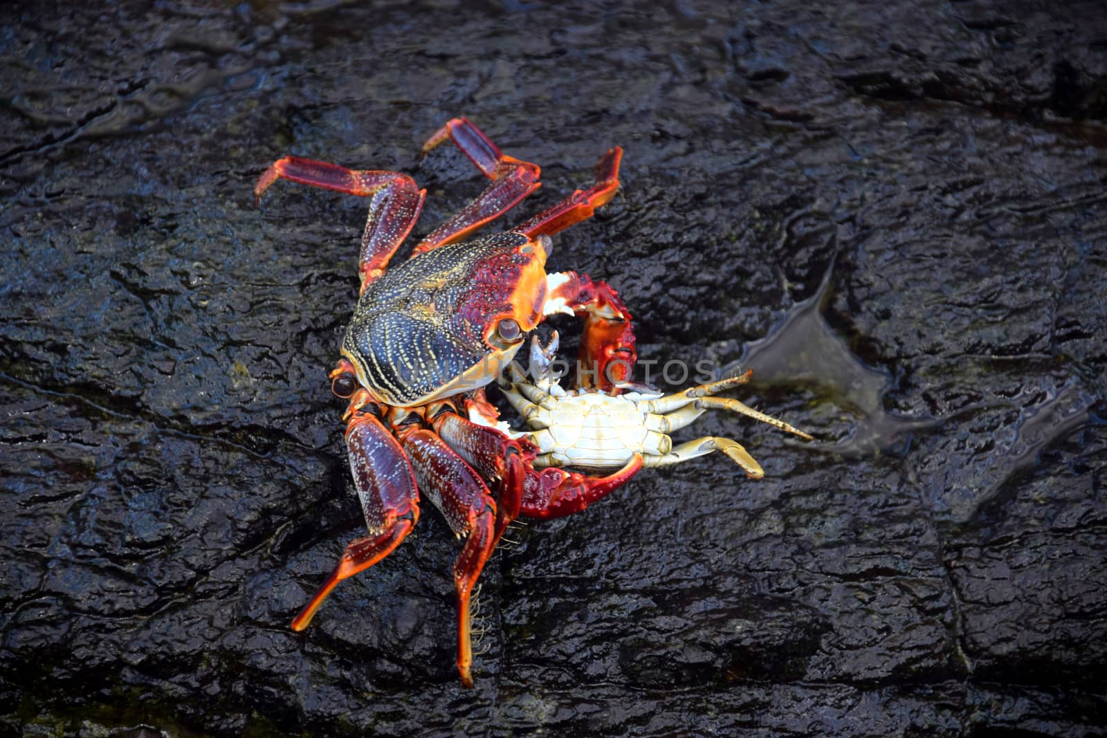 Crab eating another crab by eldervs