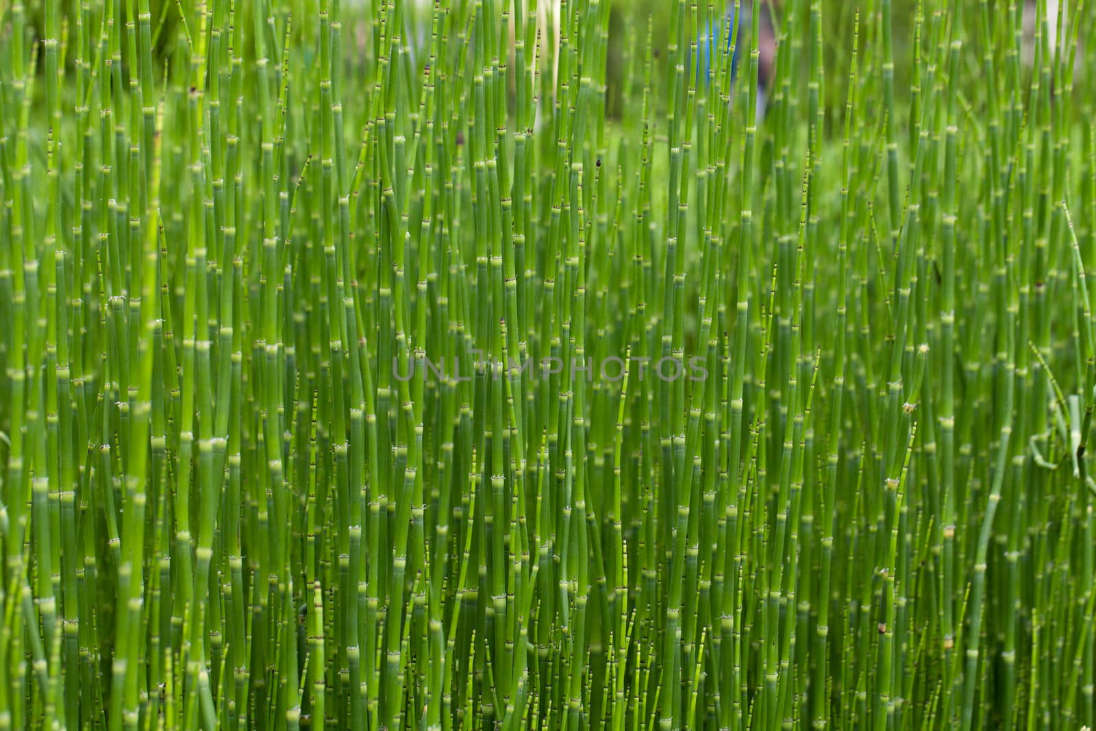 The thicket of young, green bamboo shoots