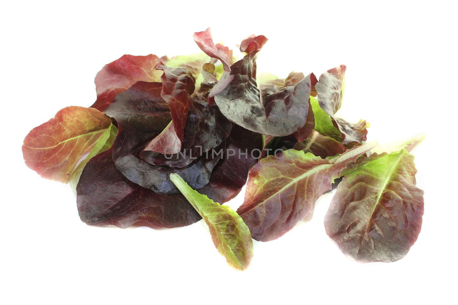 fresh red lettuce by discovery