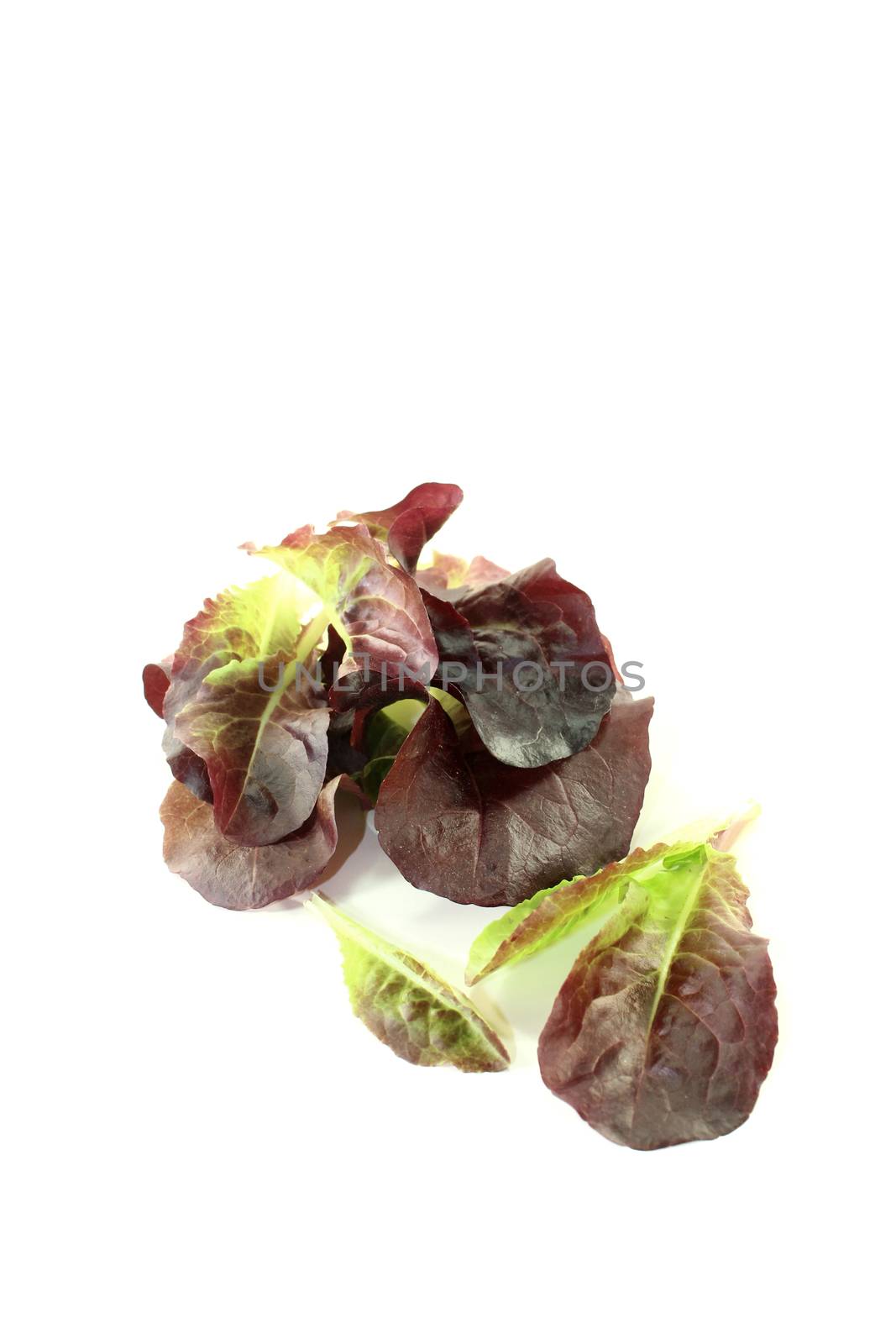 delicious red lettuce on a bright background