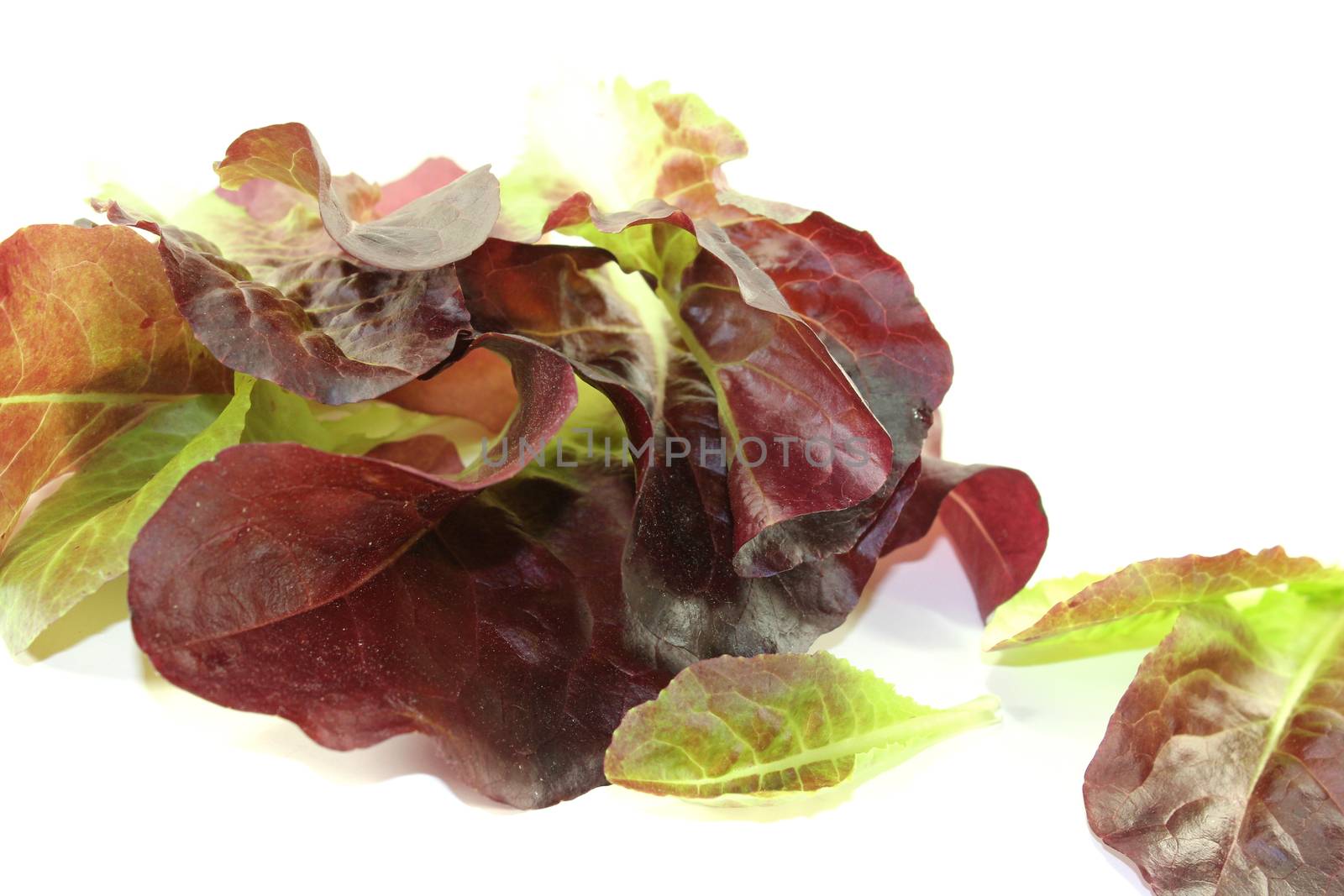 crunchy red lettuce by discovery
