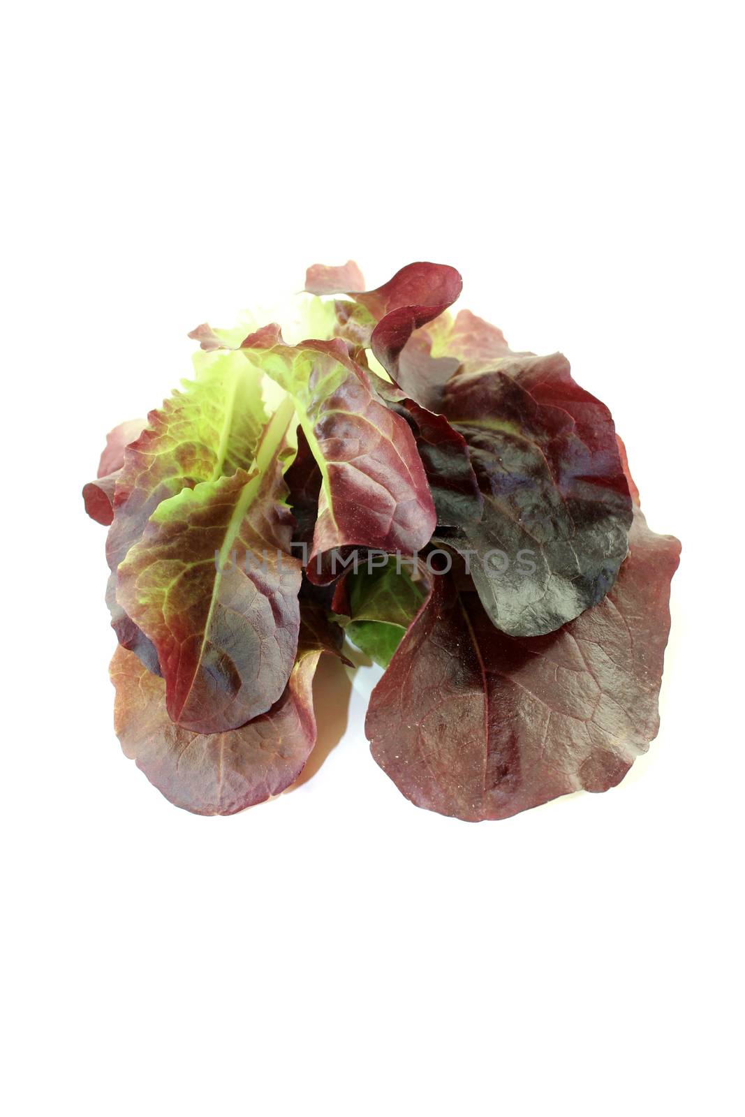 delicious crunchy red lettuce on a bright background