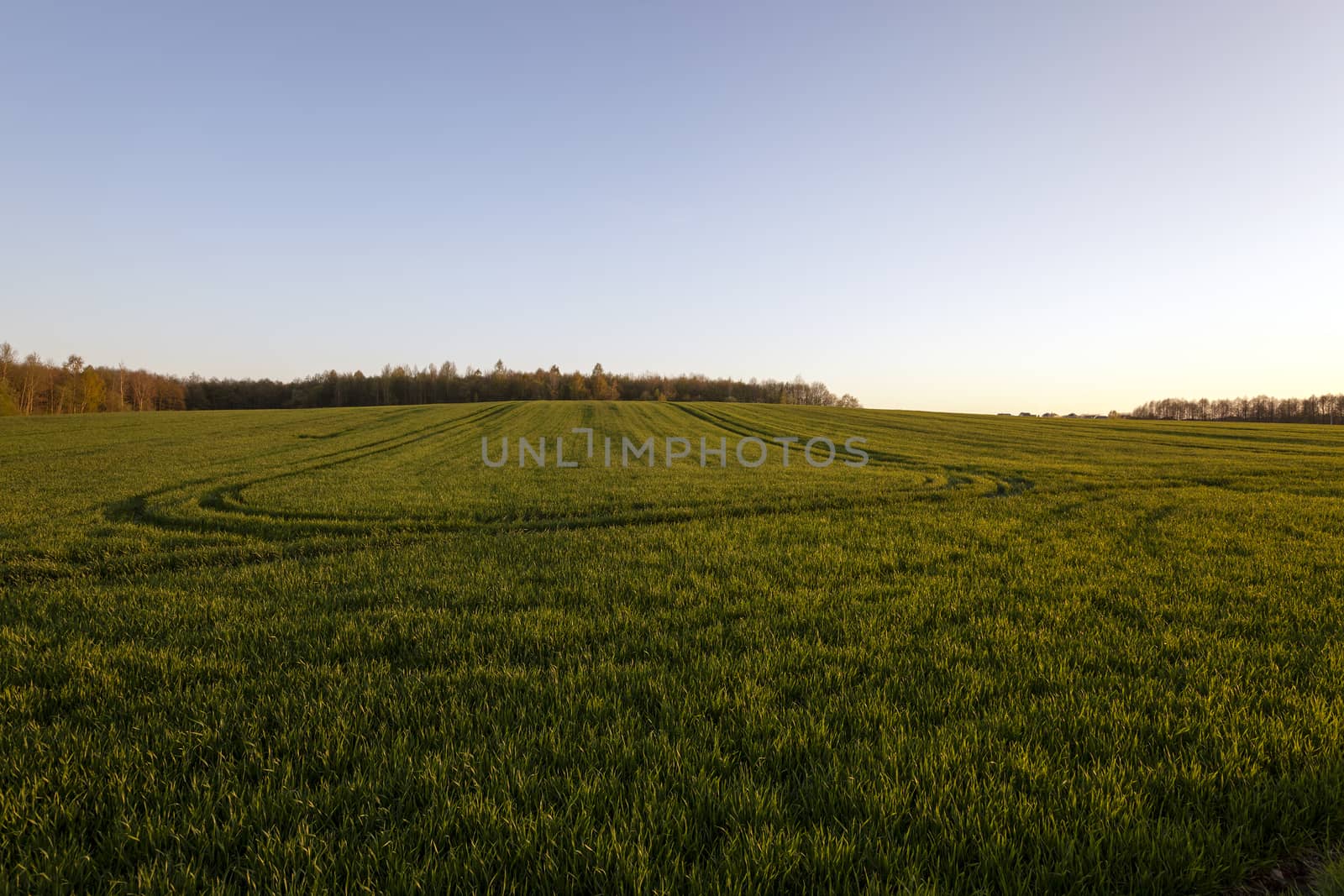   an agricultural field on which young cereals grow. time - a sunset
