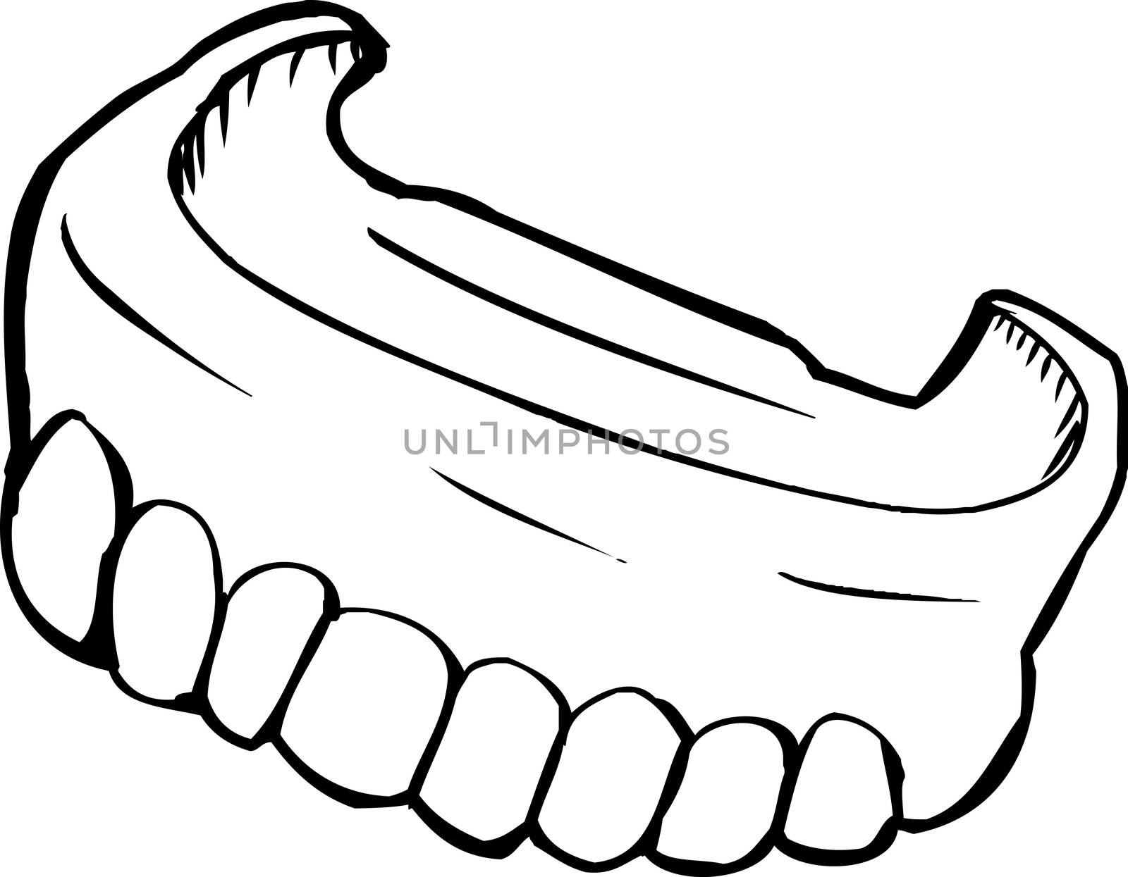 Close up outlined illustration of dentures over white