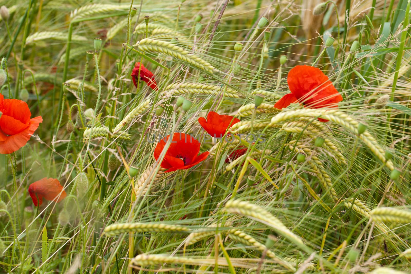 red poppies on the corn-field