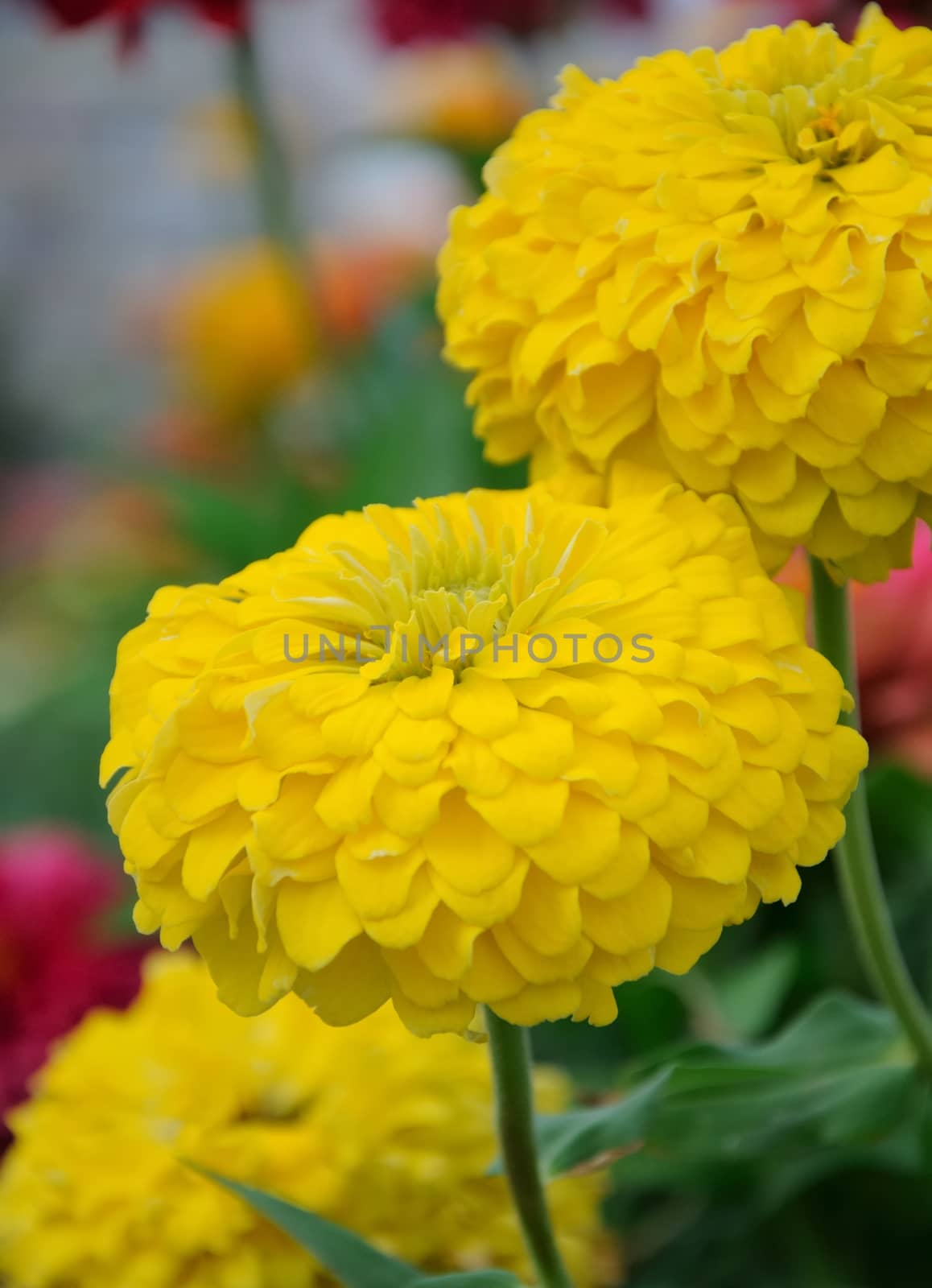 yelow chrysanthemum growing in garden spring time