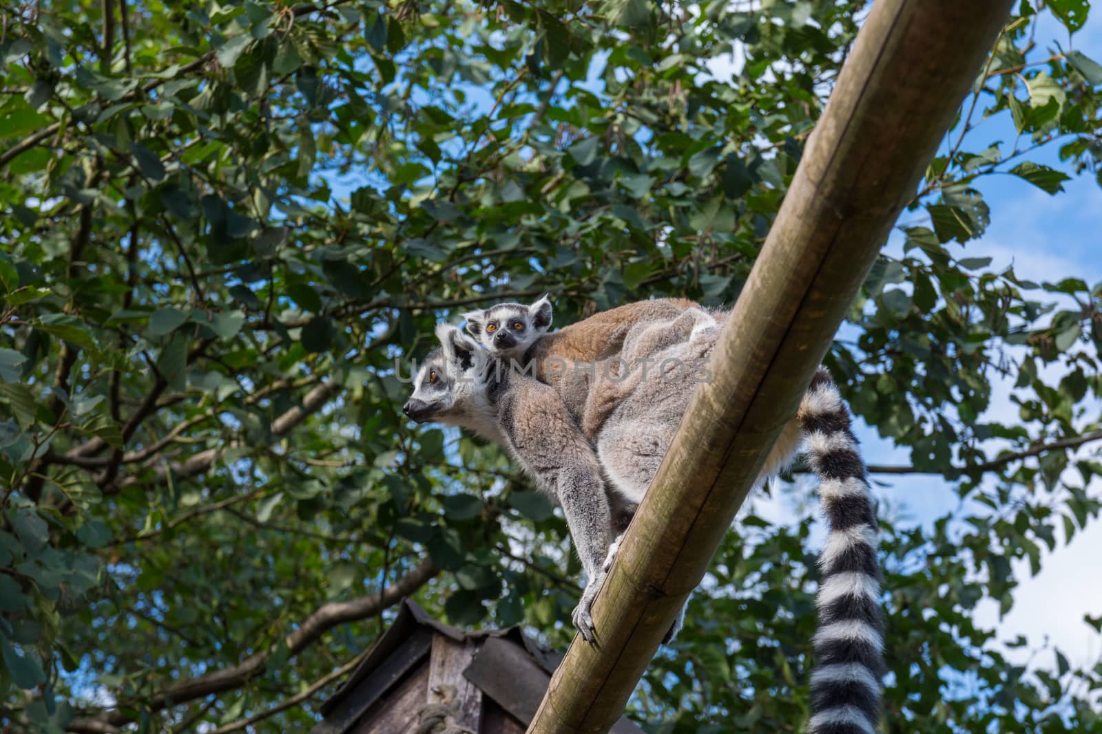 Ring-tailed lemur by nicousnake