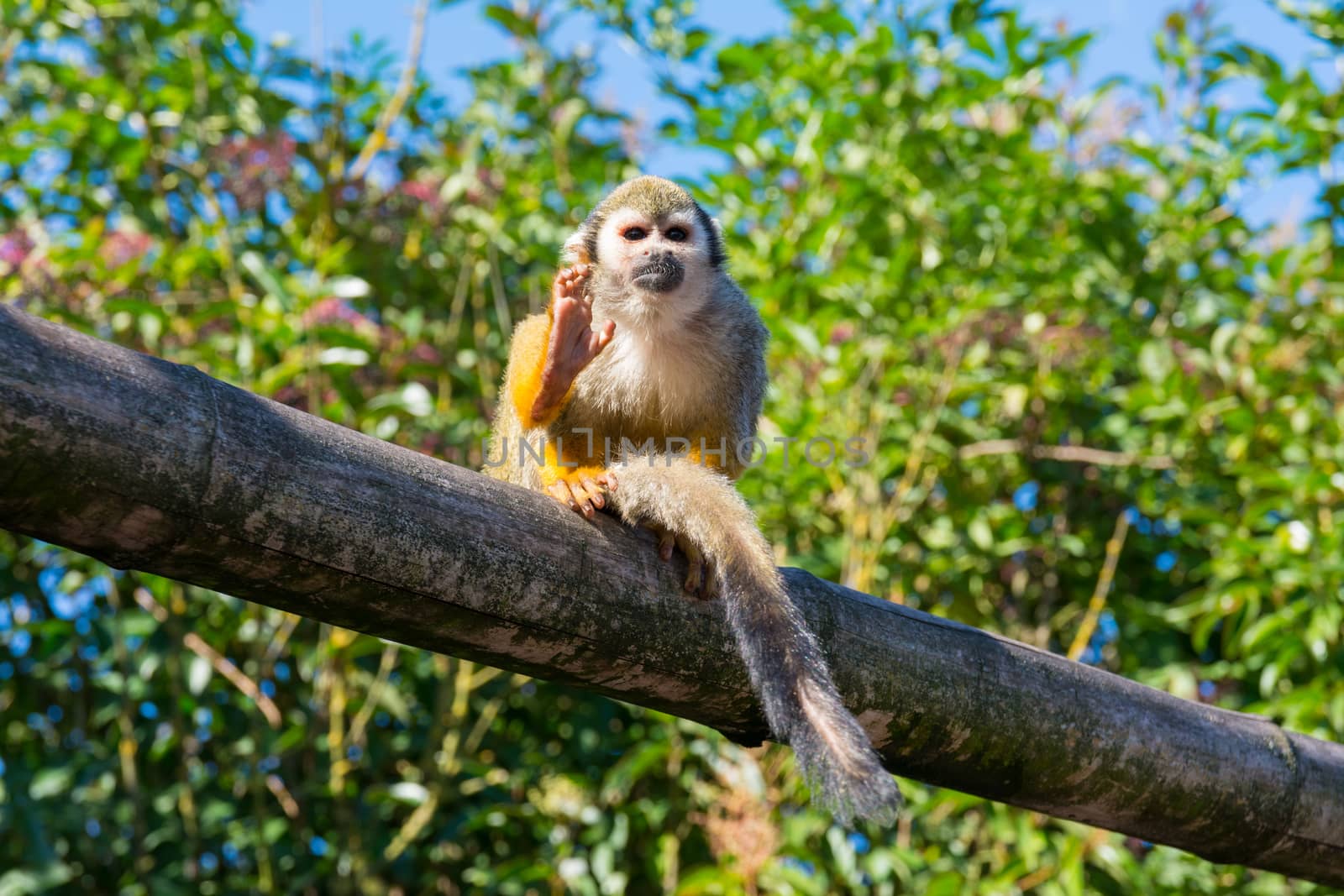 Squirrel monkey playing in the trees during a summer day
