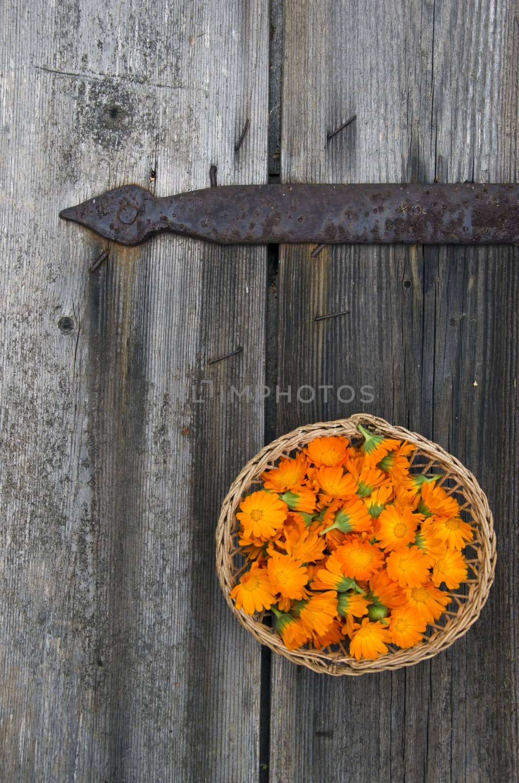 Calendula blossoms in wicker basket on old wooden door background