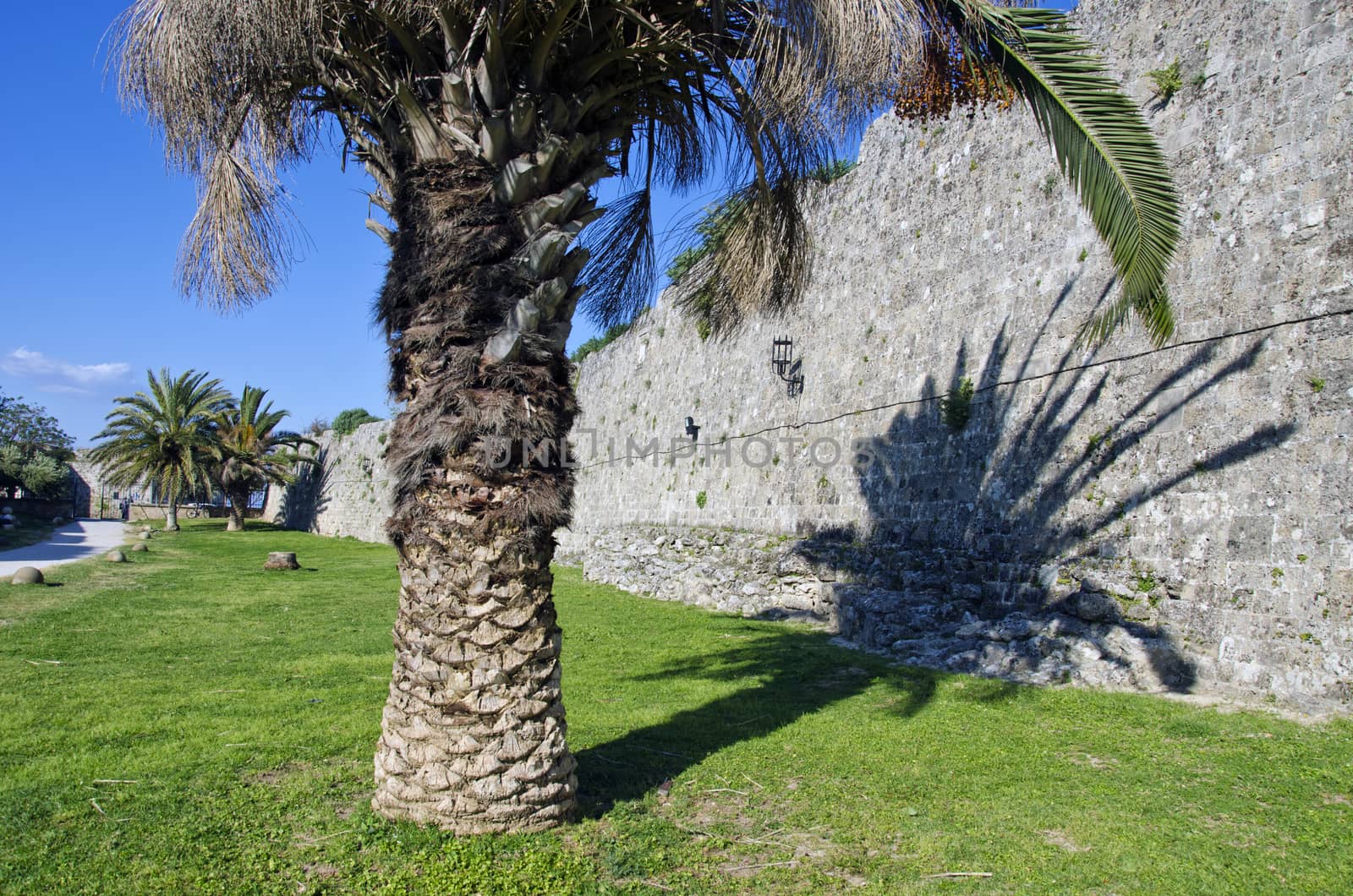 Palm tree by old city  wall  in Rhodes, Greece