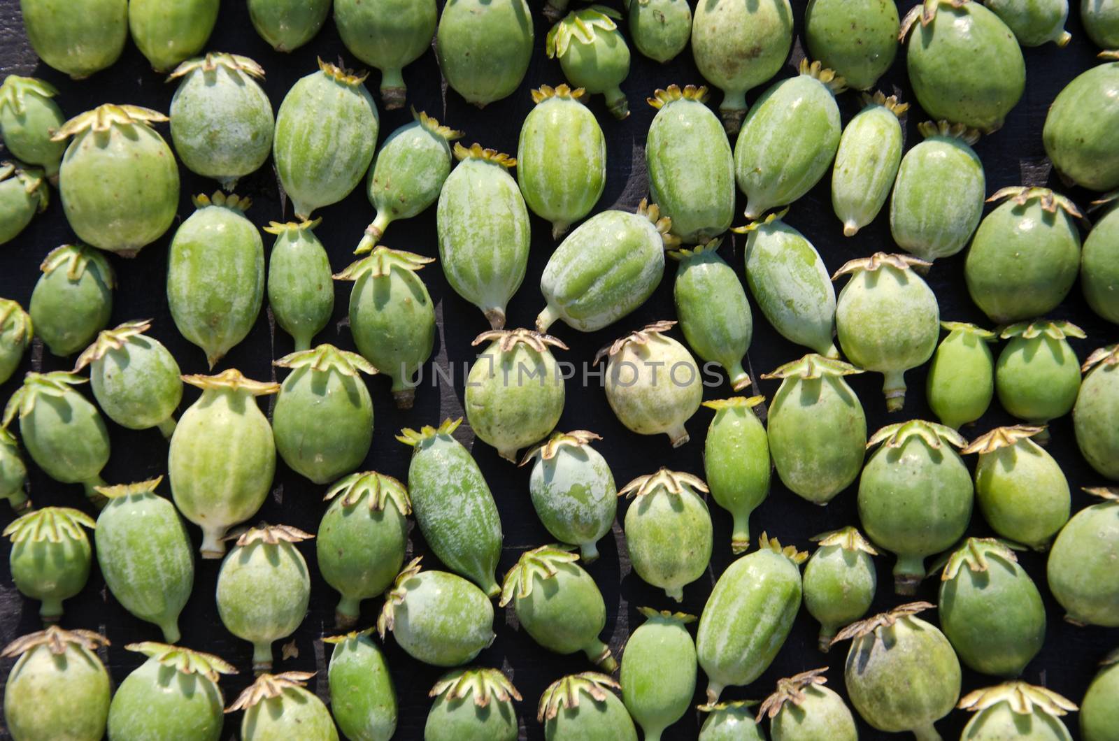 Closeup of green opium poppy heads background  