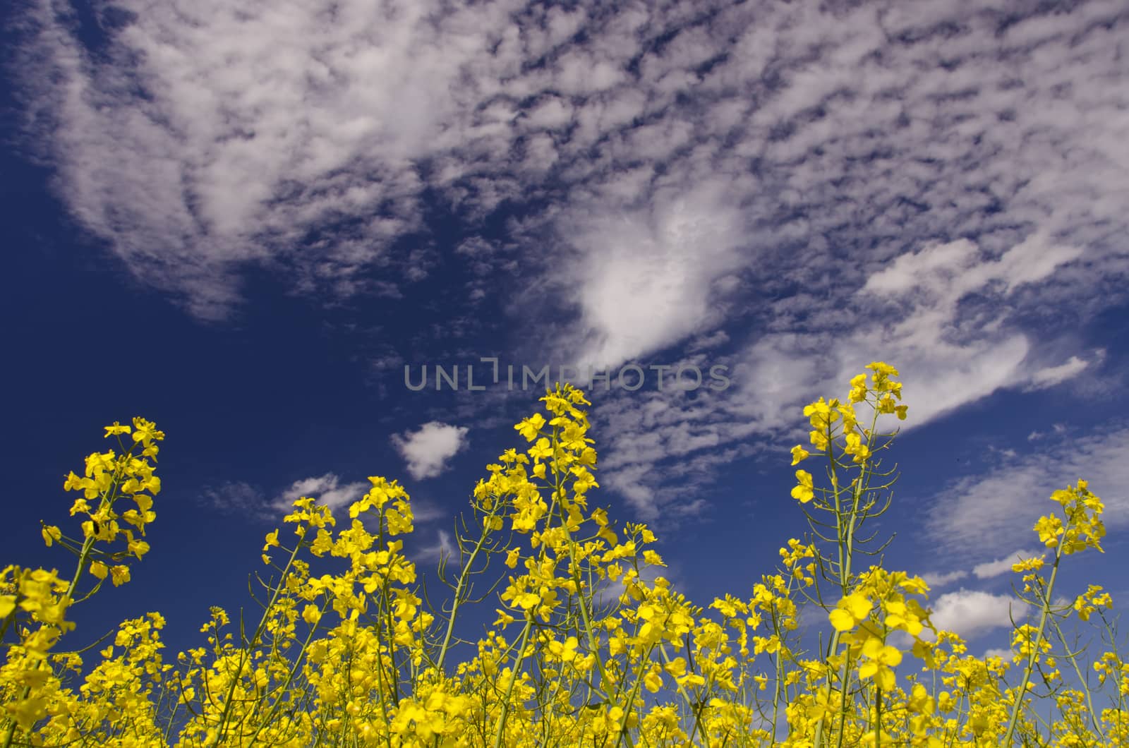 Yellow sunlit rapa flowering against the cloudy blue sky