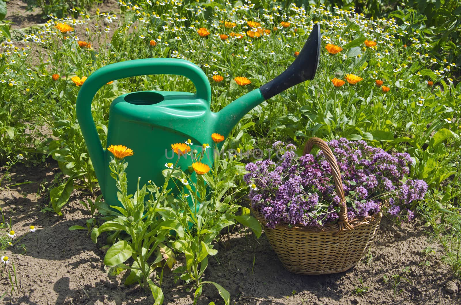 reen watering pot with a wicker basket full of freshly picked oregano in garden