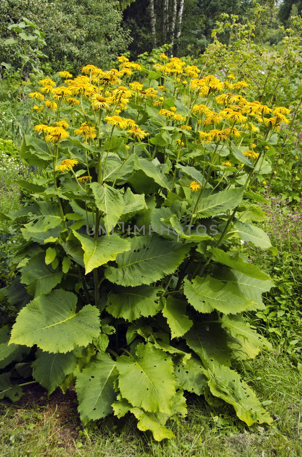 Horse-heal plant flowering in summer farm garden