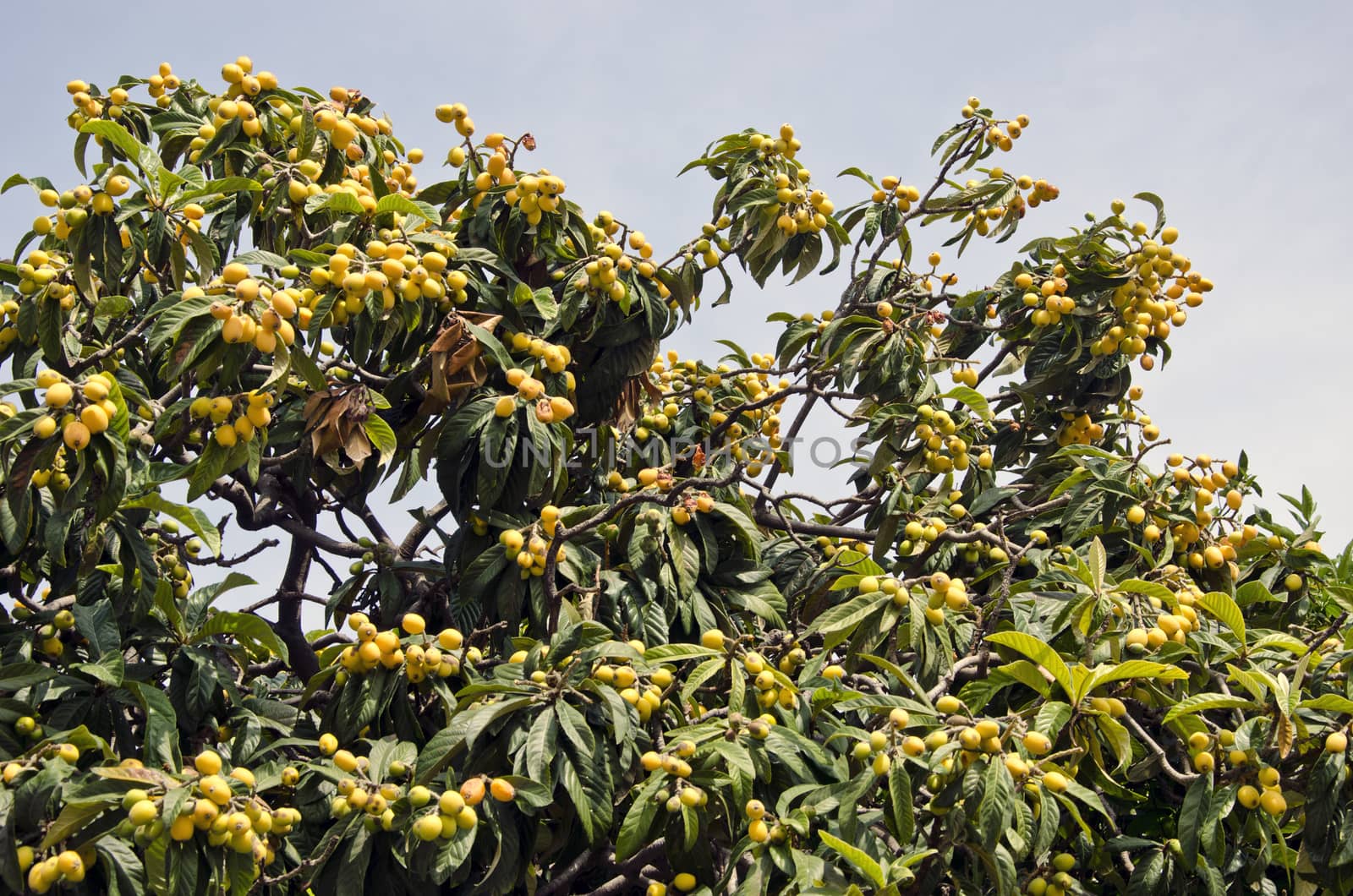 Exotic plant tree with ripe fruit growing in Greece
