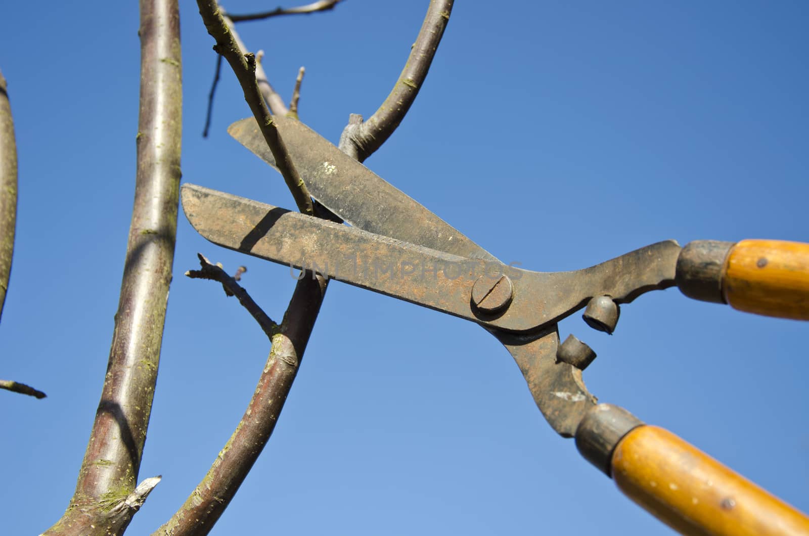 Pruning apple tree branch with  scissors in spring garden