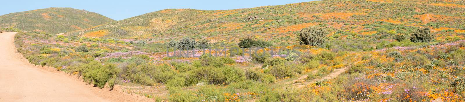 Patches of wild flowers at Stofkraal, a small Nama village near Bitterfontein in the Western Cape Namaqualand