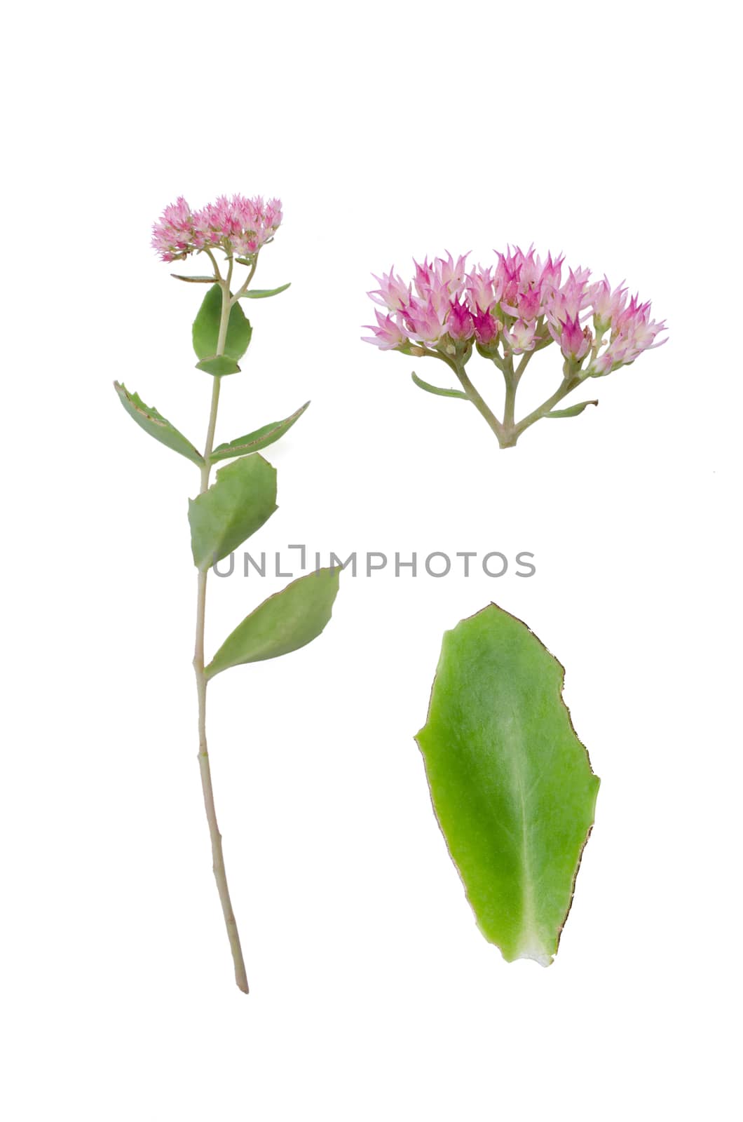 Sedum Herbstfreude with details of leaf and bloom isolated on white background.