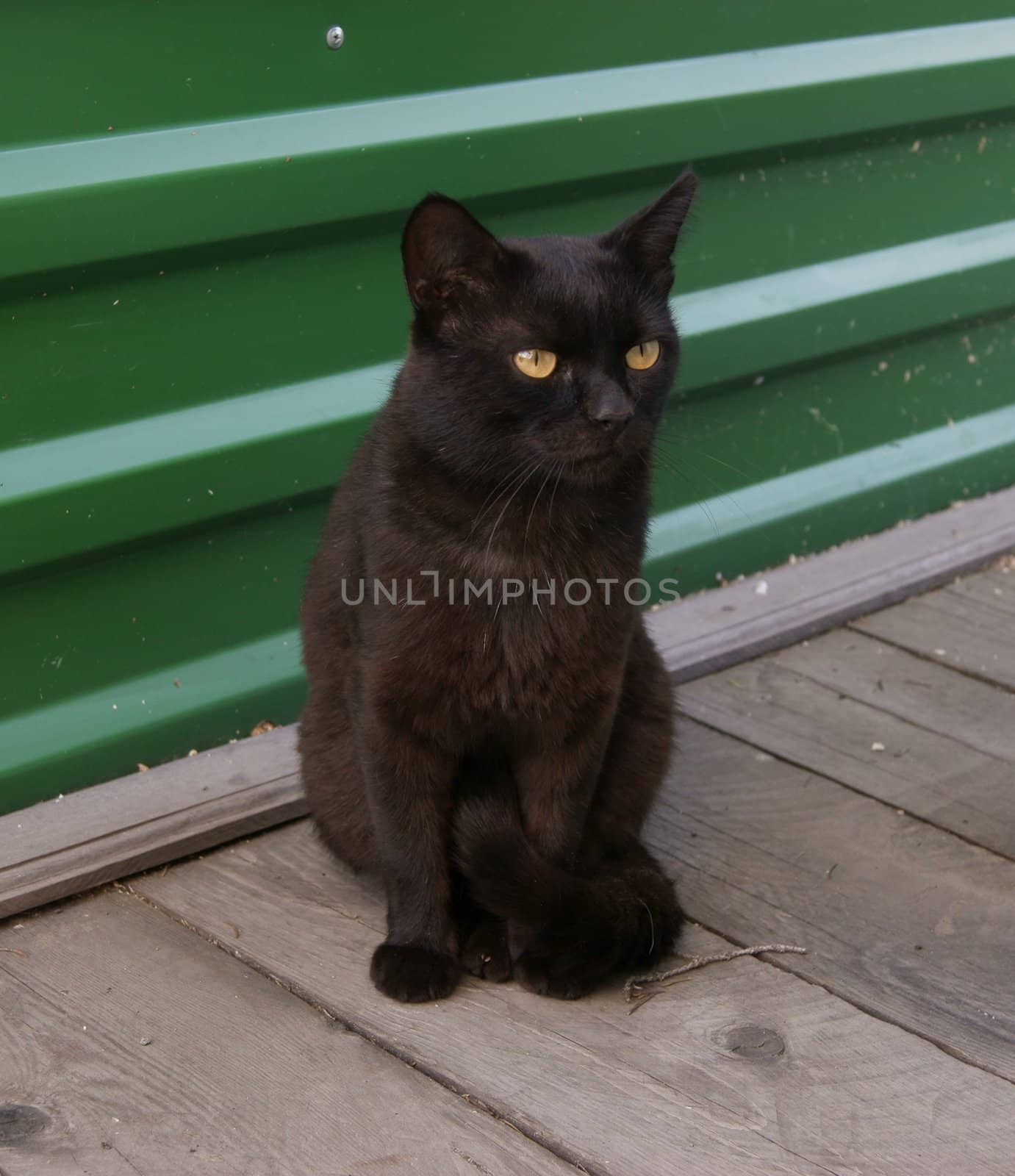 Cat black by cobol1964