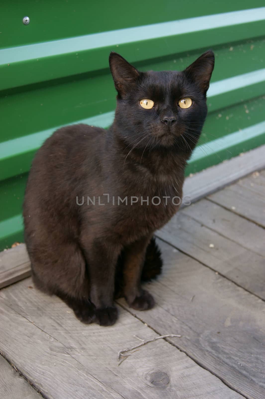 Beautiful black cat by cobol1964