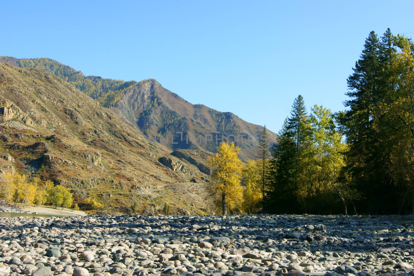 The Clean mountain river by autumn.Mountain Altai