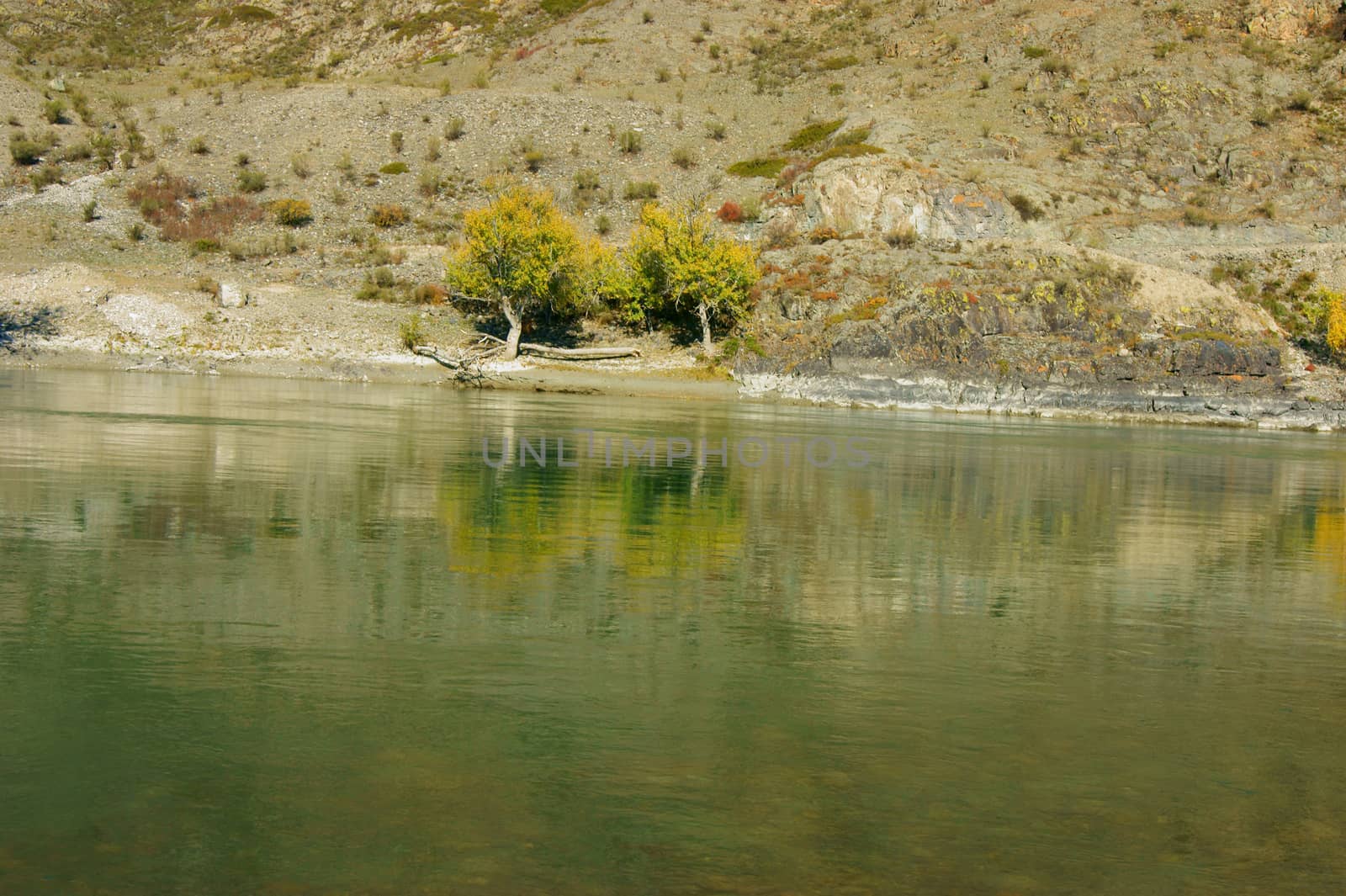 The Clean mountain river by autumn.Mountain Altai