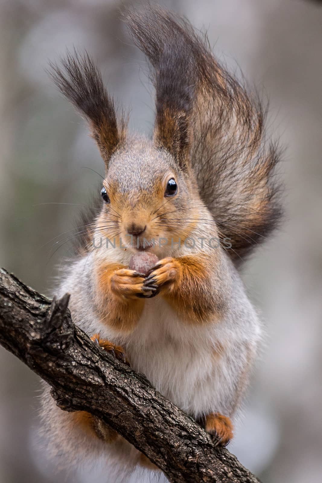 The photograph shows a squirrel