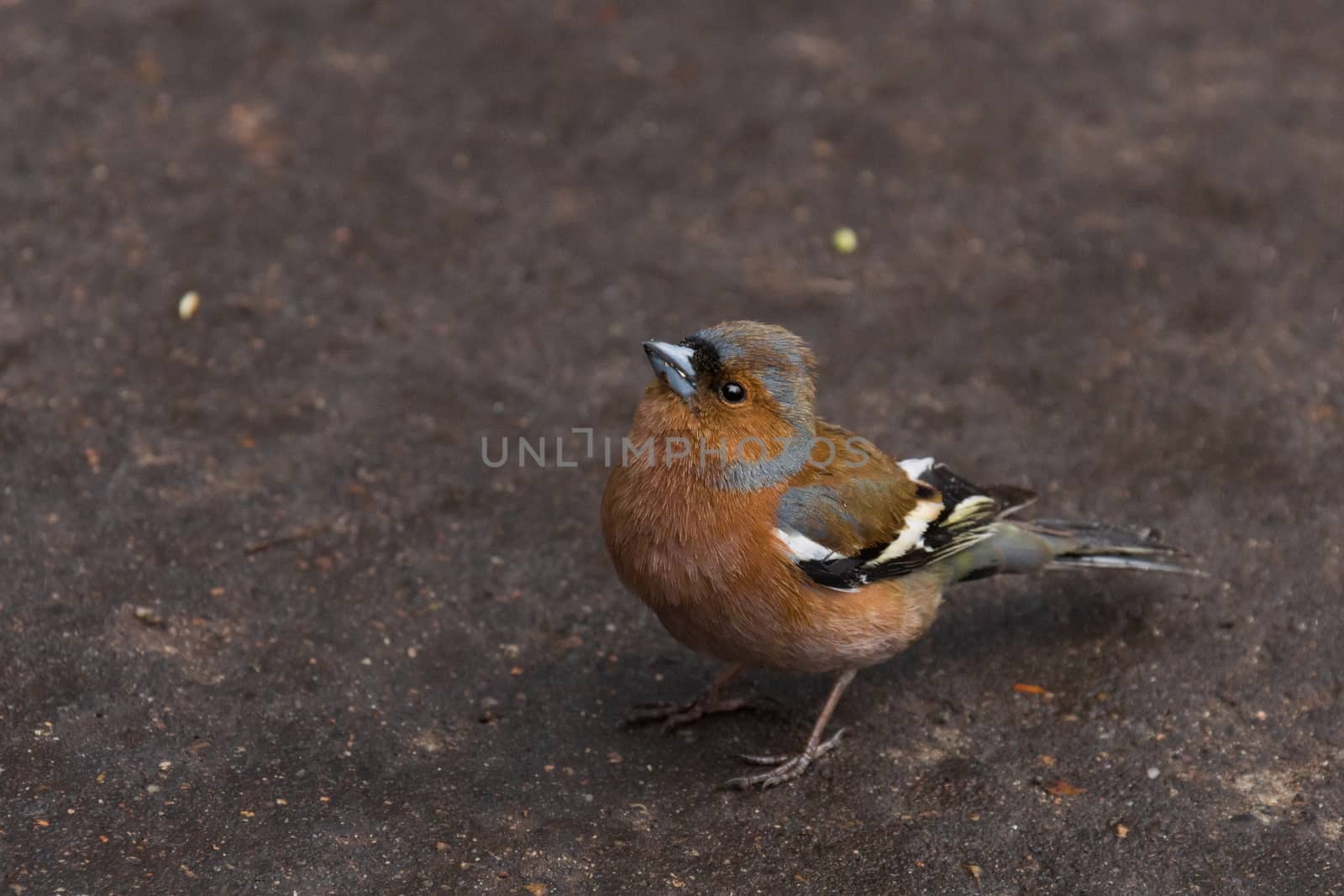 Finch is depicted in the photograph in the grass