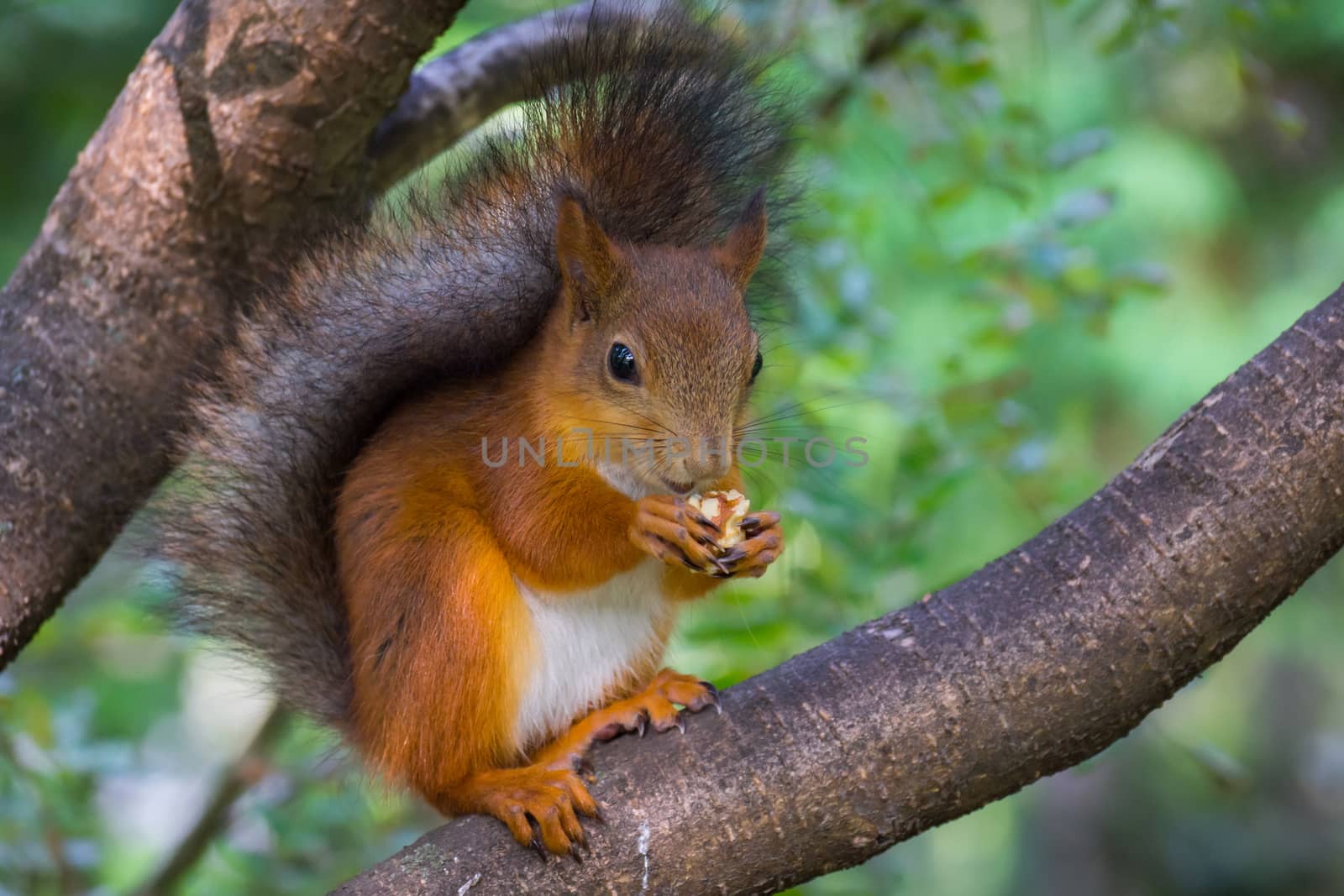 The photograph shows a squirrel 