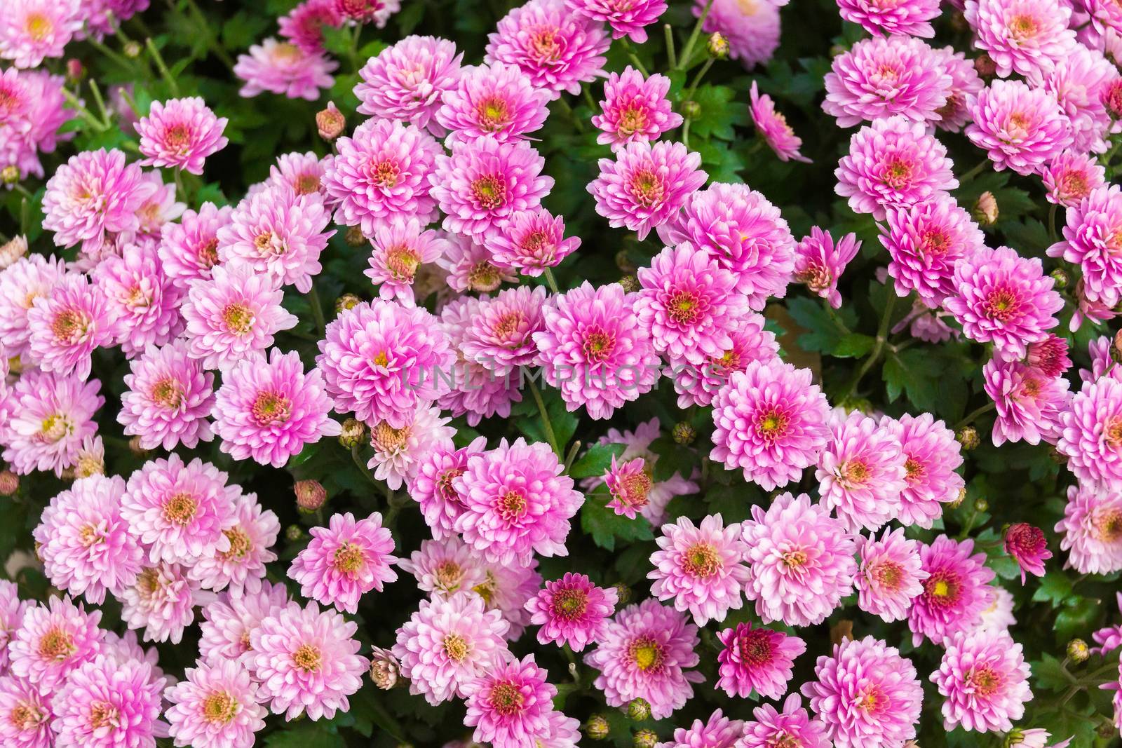 The photo shows flowers in the flowerbed