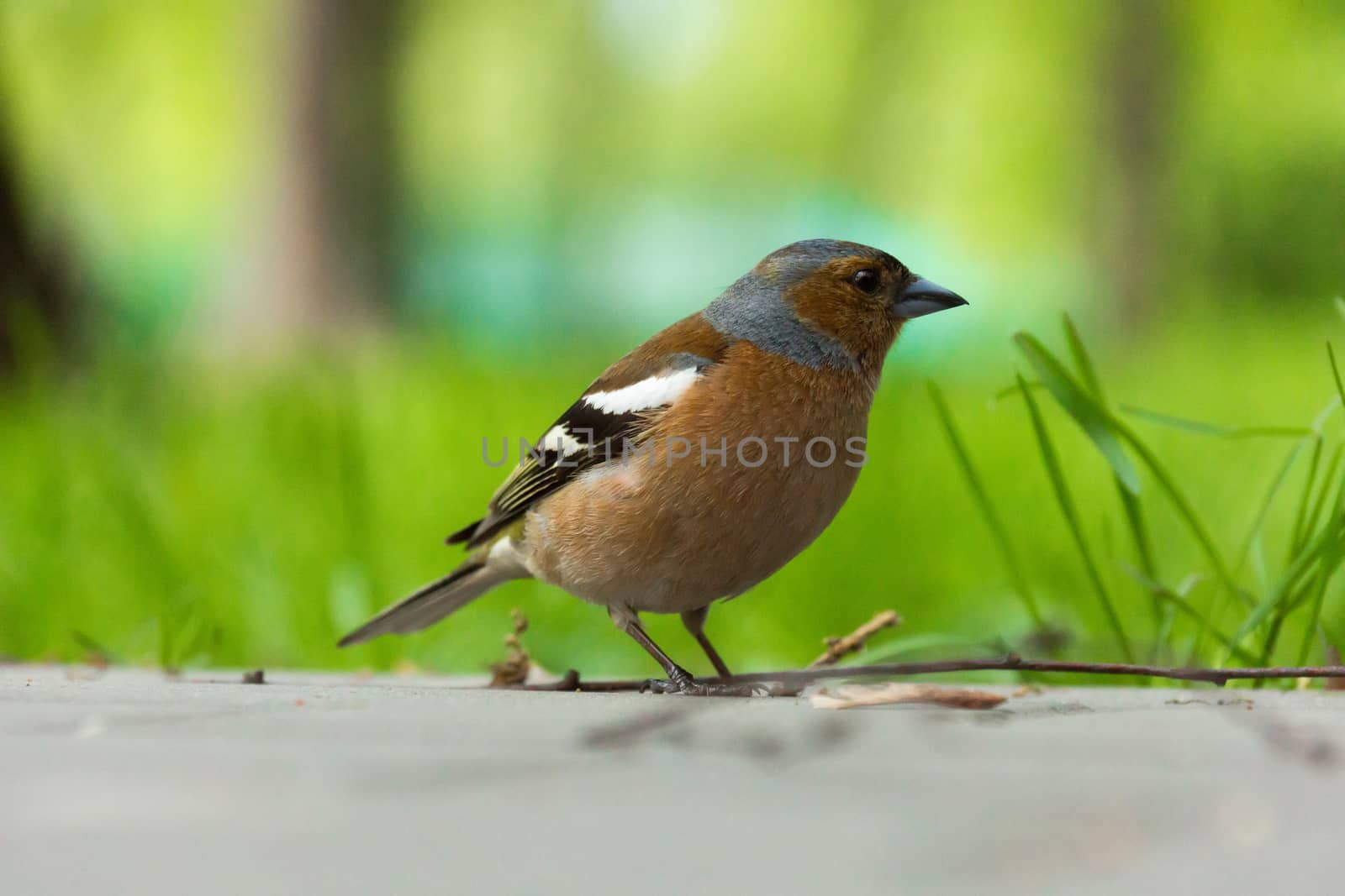 Finch is depicted in the photograph in the grass