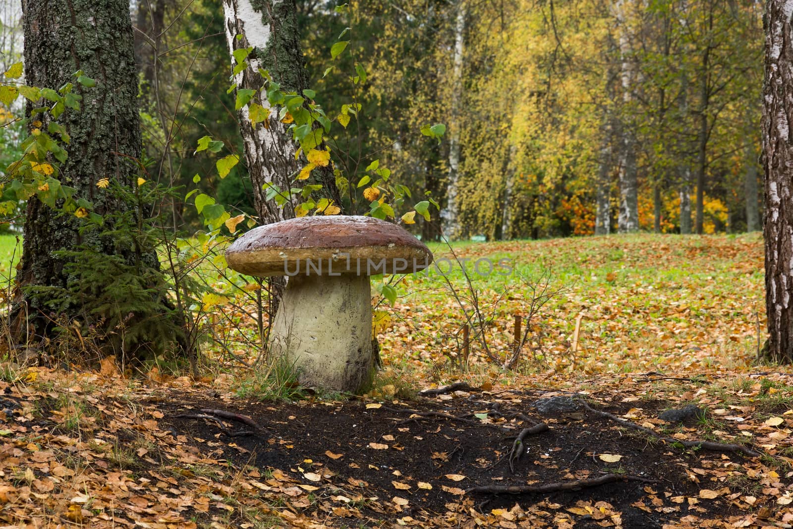 Pictured Reserve Abramtsevo, the fungus is in the reserve.