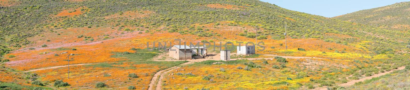 A carpet of indigenous flowers in Molsvlei, a small village in the Namaqualand region of the Western Cape Province of South Africa