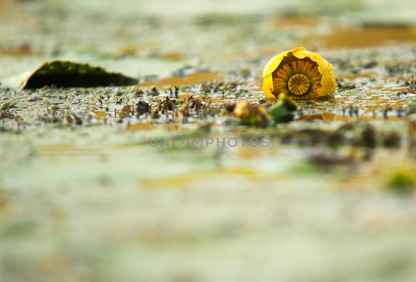 Poland.Bug river in summer.Undeveloped yellow water lily in the river.Photo from a low perspective.Close , horizontal view.