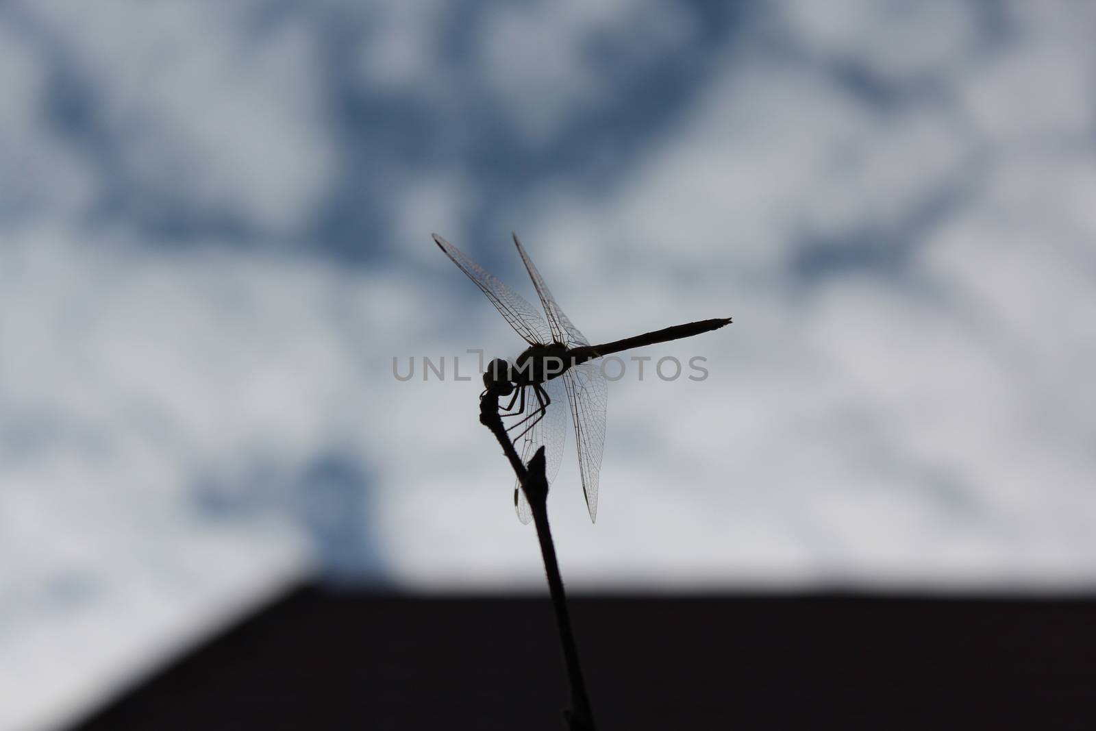 Silhouette of dragonfly sitting on a branch.