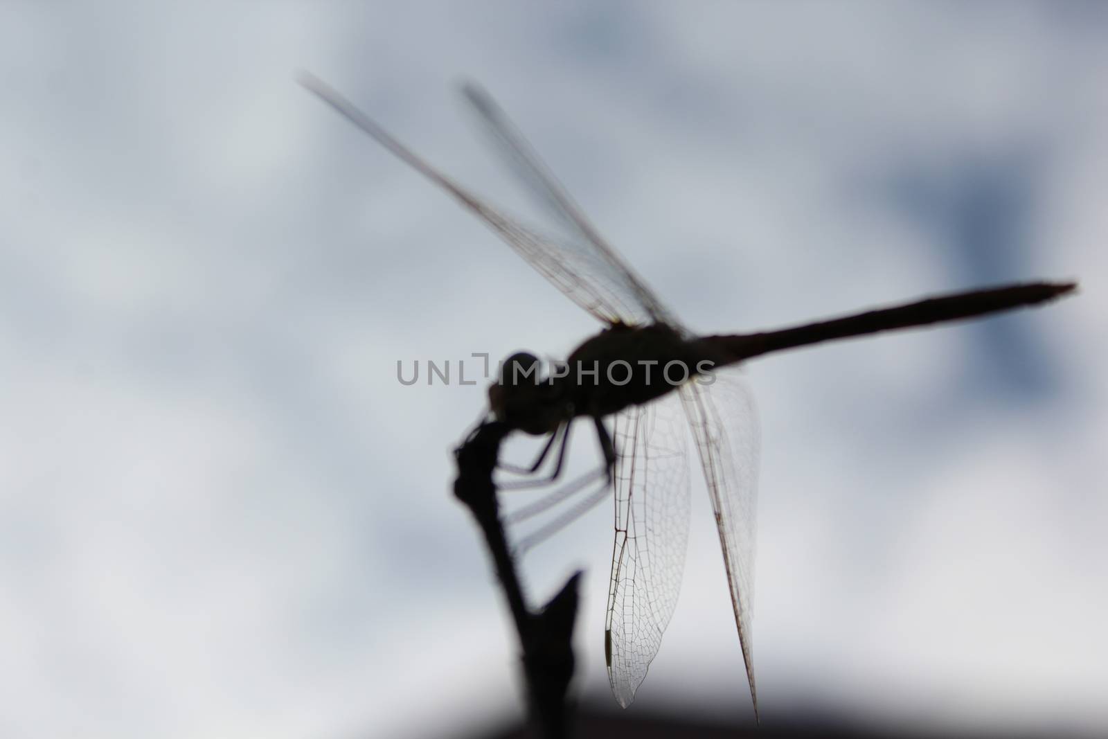 Dragonfly silhouette by nurjan100