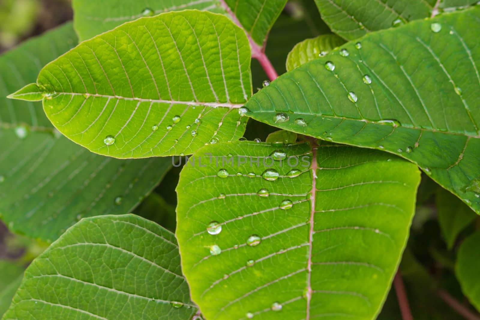 the leaves green  with drops rain