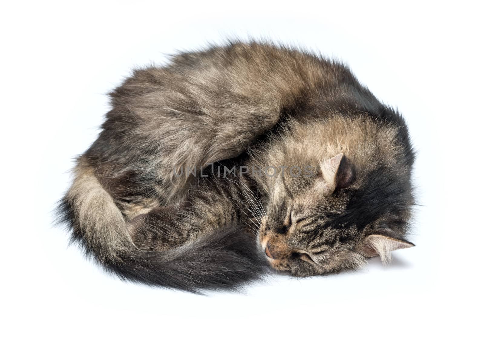 A Sleeping Cat Isolated on a White Background by DNKSTUDIO
