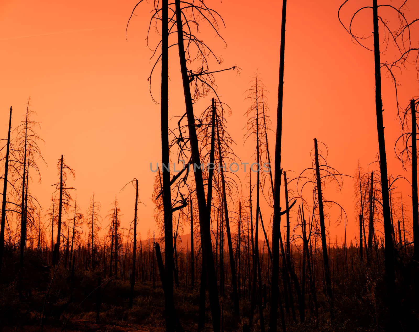 Red Sunset Forest Fire Damage by mrdoomits