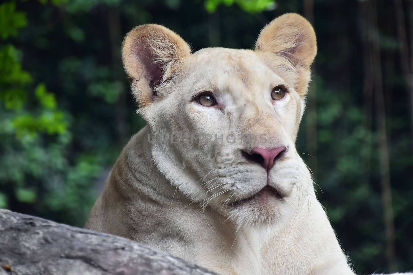Young white lioness close up portrait in zoo environment