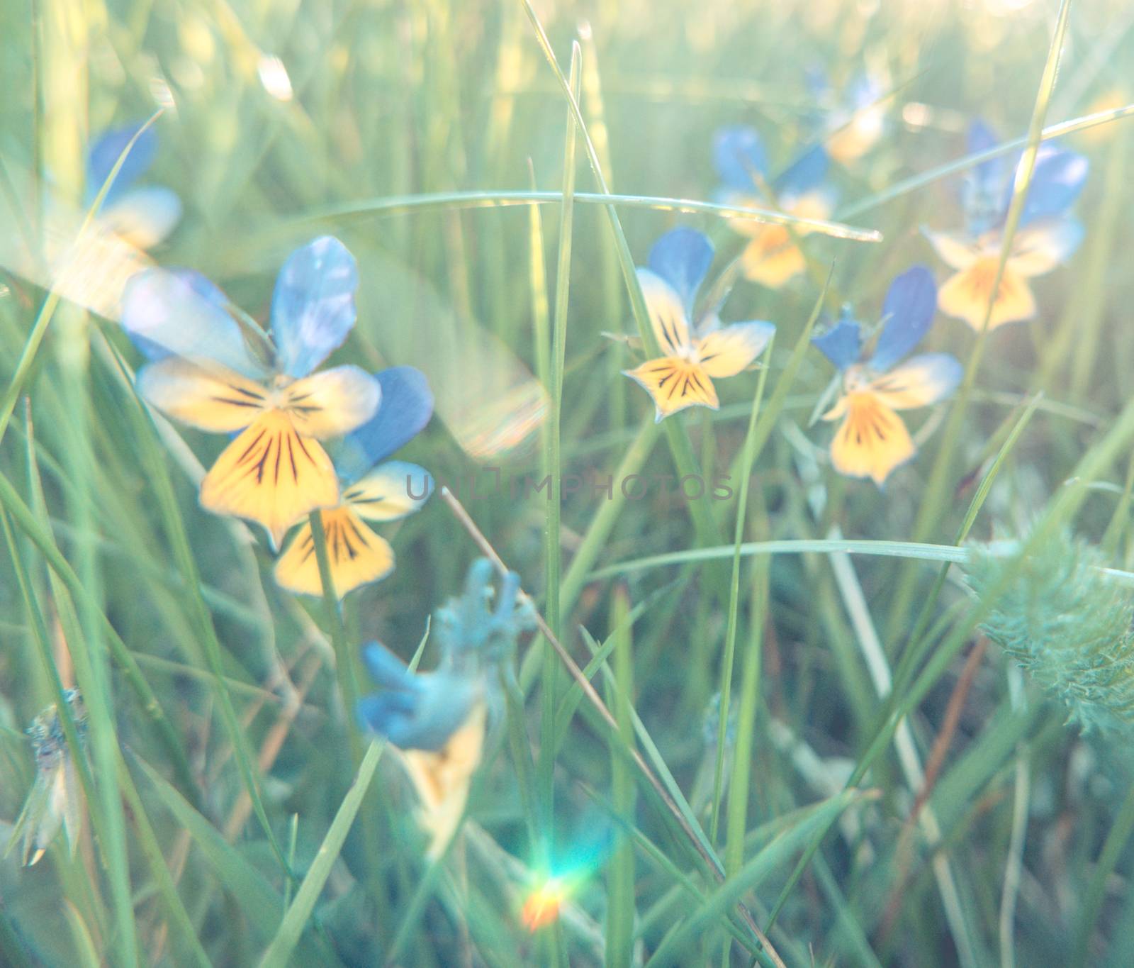 Pastel Filtered Soft Focus Image Of Summer Wild Flowers In Long Grass