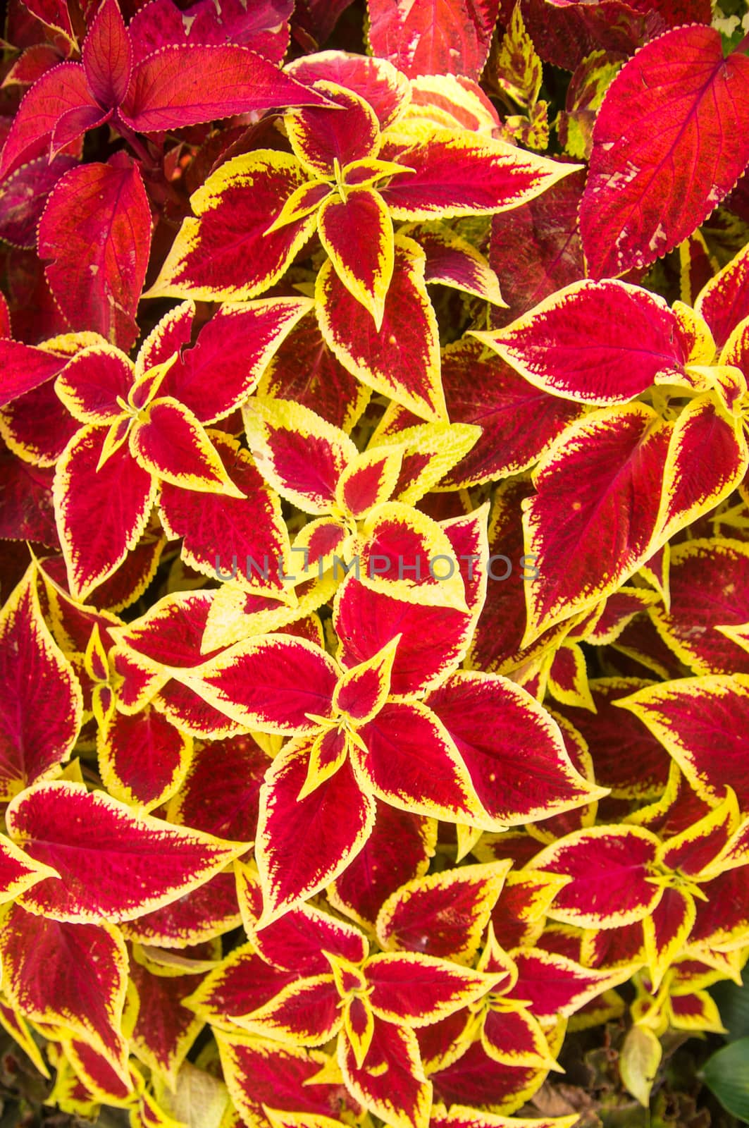 Red and yellow Poinsettias