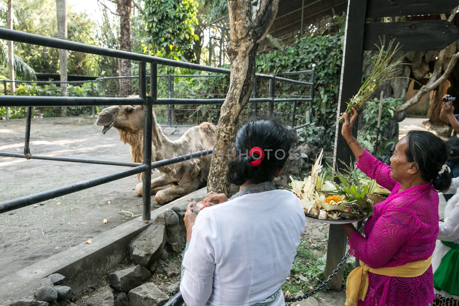 INDONESIA - HINDUISM - BALI ZOO PRAISES ANIMALS ON HOLIDAY by newzulu