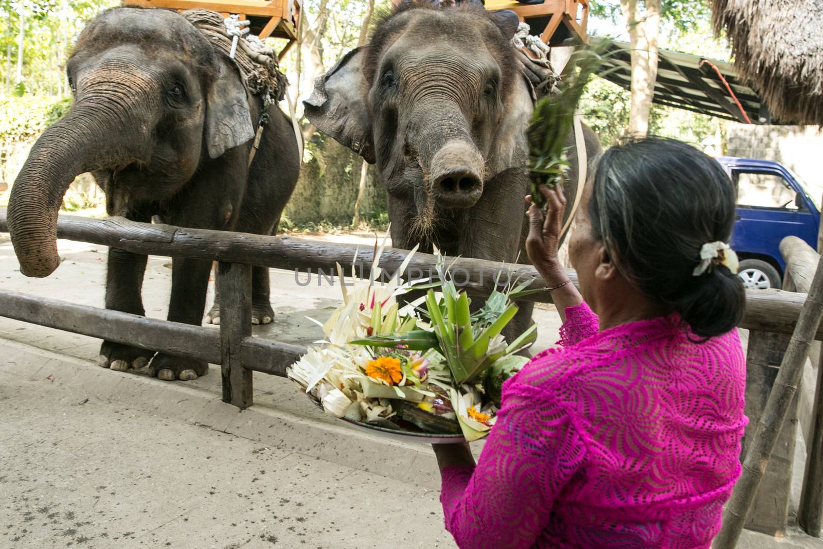 INDONESIA, Bali: Bali Zoo employees feed and praise their animals as they celebrate the Hindu festival of Tumpek Kandeng in Bali, Indonesia on October 3, 2015. The festival honors the animals that play roles in one's daily life, as Hindus worship Sang Hyang Rare Angon, the god of cattle and livestock.