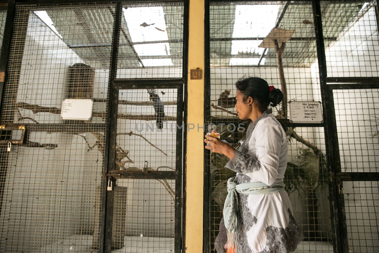 INDONESIA, Bali: A Bali Zoo employee checks up on the animals leading up to the festival of Tumpek Kandeng in Bali, Indonesia on October 3, 2015. The festival honors the animals as Hindus worship Sang Hyang Rare Angon, the god of cattle and livestock.
